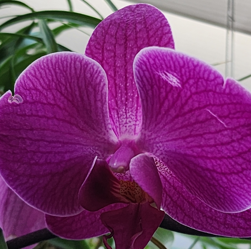 Meet your Posher, Towanda